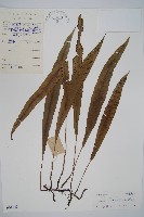 藏品(單葉雙蓋蕨)的圖片