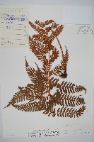 藏品(紅蓋鱗毛蕨)的圖片