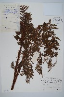 藏品(小苞鱗毛蕨)的圖片