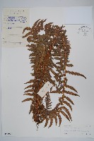 藏品(翅軸假金星蕨、短柄卵果蕨)的圖片