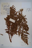 藏品(虹鱗肋毛蕨)的圖片