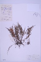 藏品(長生鐵角蕨)的圖片