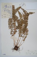 藏品(鋸齒葉耳蕨)的圖片