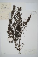 藏品(南海瓶蕨)的圖片