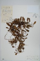 藏品(抱石蓮)的圖片