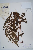 藏品(普通假毛蕨)的圖片