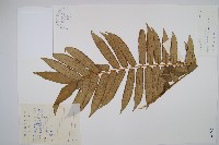 藏品(福建蓮座蕨)的圖片