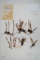 藏品(相異石韋)的圖片