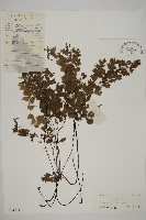 藏品(鐵線蕨)的圖片