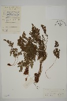 藏品(腫足蕨)的圖片