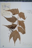 藏品(細齒貫眾蕨)的圖片