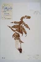 藏品(黑足鱗毛蕨)的圖片