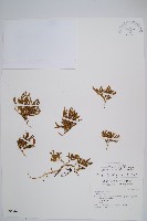 藏品(玉山石松)的圖片