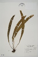 藏品(劍葉鐵角蕨、箭葉鐵角蕨)的圖片