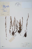 藏品(鐵角蕨)的圖片