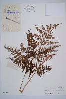 藏品(日本蹄蓋蕨)的圖片