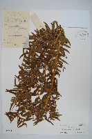 藏品(溪鳳尾蕨)的圖片