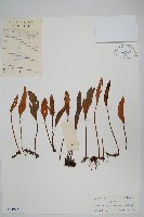 藏品(有柄石韋)的圖片