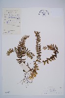 藏品(陰濕鐵角蕨)的圖片