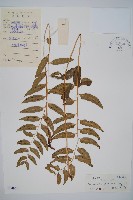 藏品(網脈耳蕨、柳葉蕨)的圖片