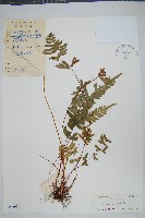 藏品(天草鳳尾蕨)的圖片