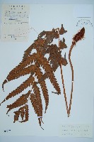 藏品(日本狗脊蕨)的圖片