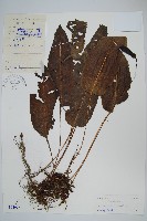 藏品(短圓線蕨)的圖片