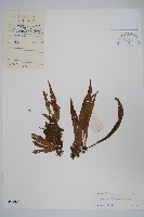 藏品(亨利氏車前蕨)的圖片