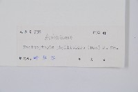 藏品(長葉巢蕨)的圖片