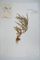 藏品(鳳尾蕨)的圖片