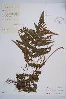 藏品(假蹄蓋蕨)的圖片