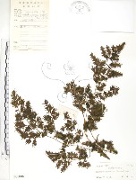 藏品(海金沙)的圖片