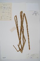 藏品(木賊)的圖片