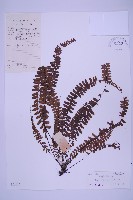 藏品(生芽鐵角蕨)的圖片