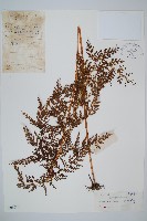 藏品(烏蕨)的圖片