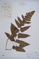 藏品(闊葉短腸蕨)的圖片