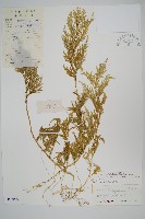 藏品(全緣卷柏)的圖片