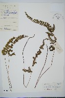 藏品(圓葉陵齒蕨)的圖片