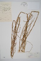 藏品(木賊)的圖片