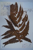 藏品(日本狗脊蕨)的圖片