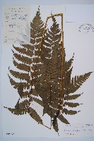 藏品(薄蓋短腸蕨)的圖片