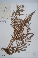 藏品(蕨)的圖片