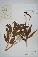 藏品(掌葉線蕨)的圖片