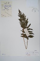 藏品(普通假毛蕨)的圖片