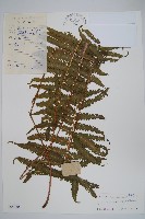 藏品(密毛毛蕨)的圖片