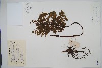 藏品(薄葉大陰地蕨)的圖片