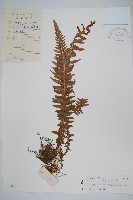 藏品(翅軸假金星蕨、短柄卵果蕨)的圖片