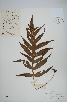 藏品(曲邊線蕨)的圖片