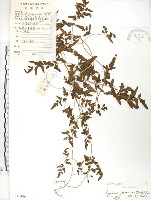 藏品(海金沙)的圖片