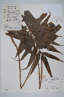 藏品(光亮瘤蕨)的圖片